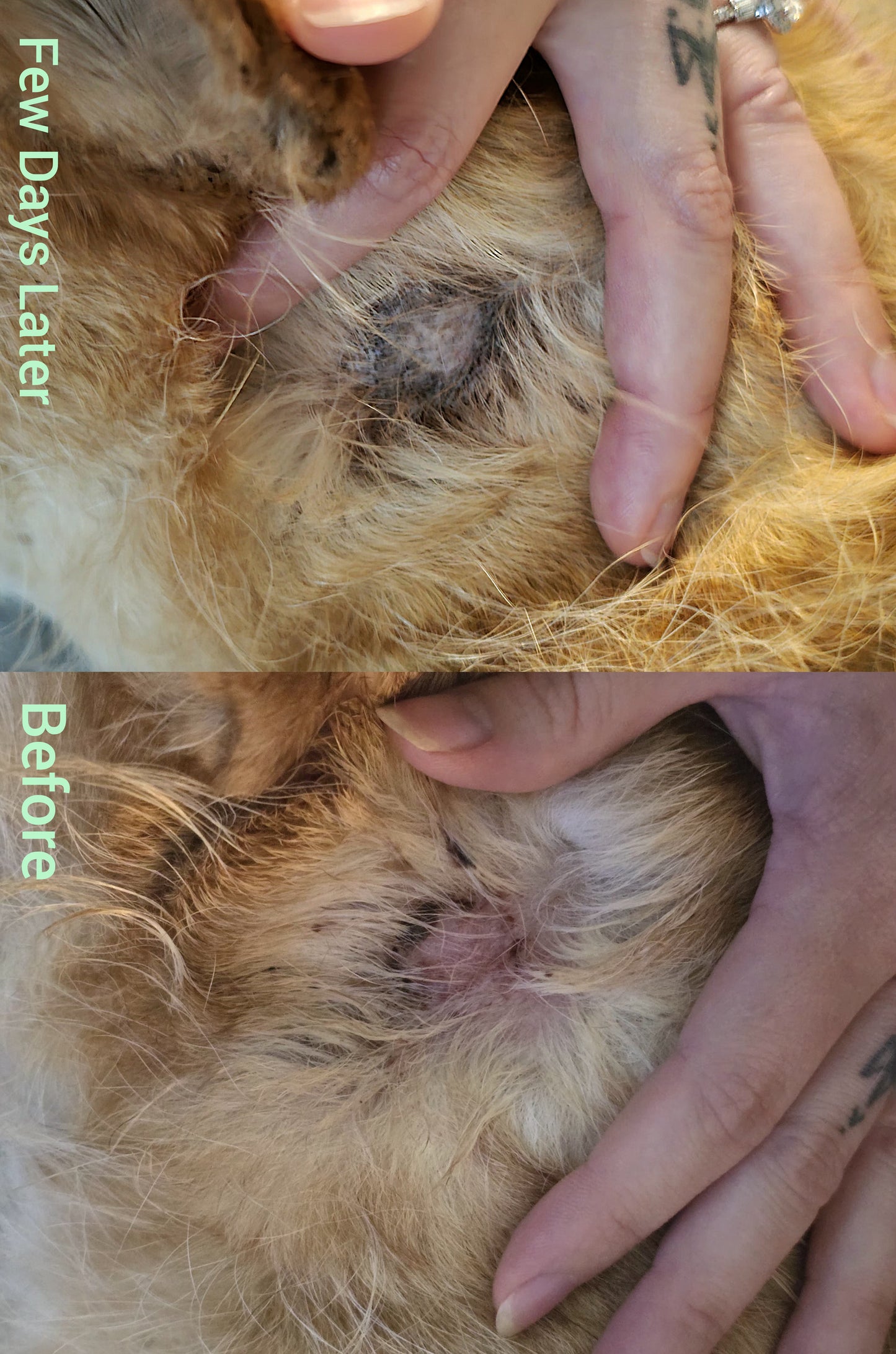 Pet Balm